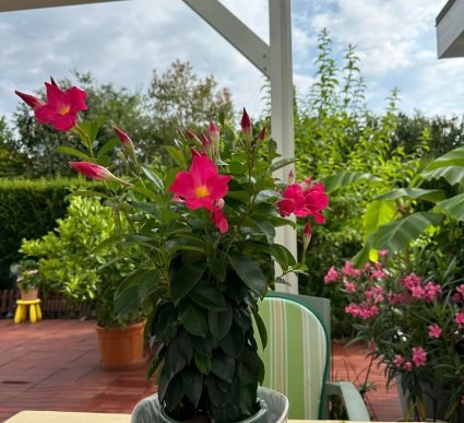 garden four