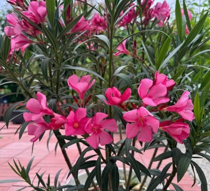 garden one